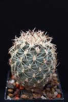 Sclerocactus wetlandicus v. ilseae RP 25
